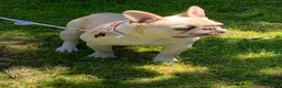 French Bulldog dogs for sale: Mello - Ad 13