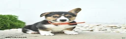 Welsh Corgi Pembroke dogs for sale: Blossom  - Ad 4