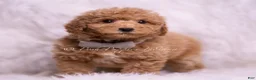 Mini Goldendoodle dogs for sale: Remington - Ad 7