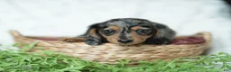 Miniature Dachshund dogs for sale: Pumpkin 🤎 - Ad 7