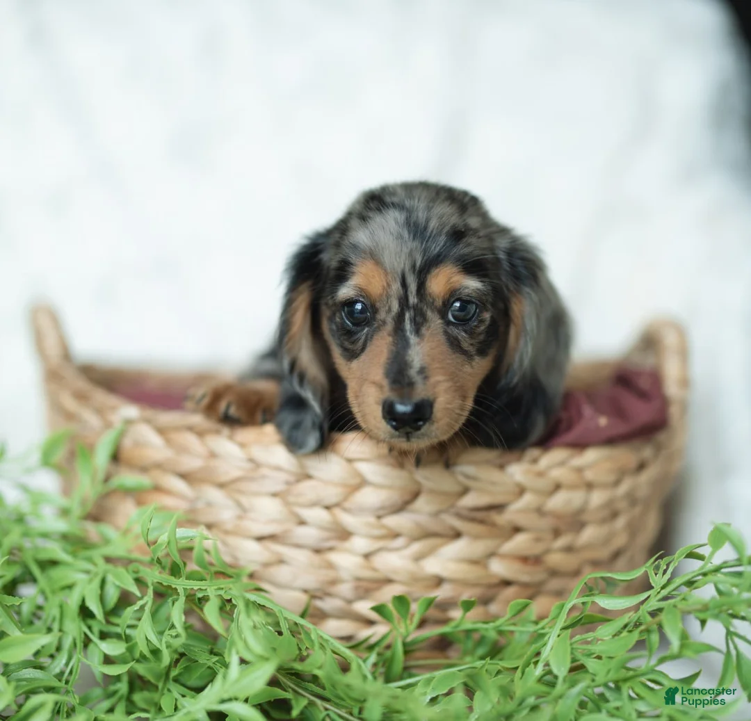 Miniature Dachshund dogs for sale: Pumpkin 🤎 - Ad 7