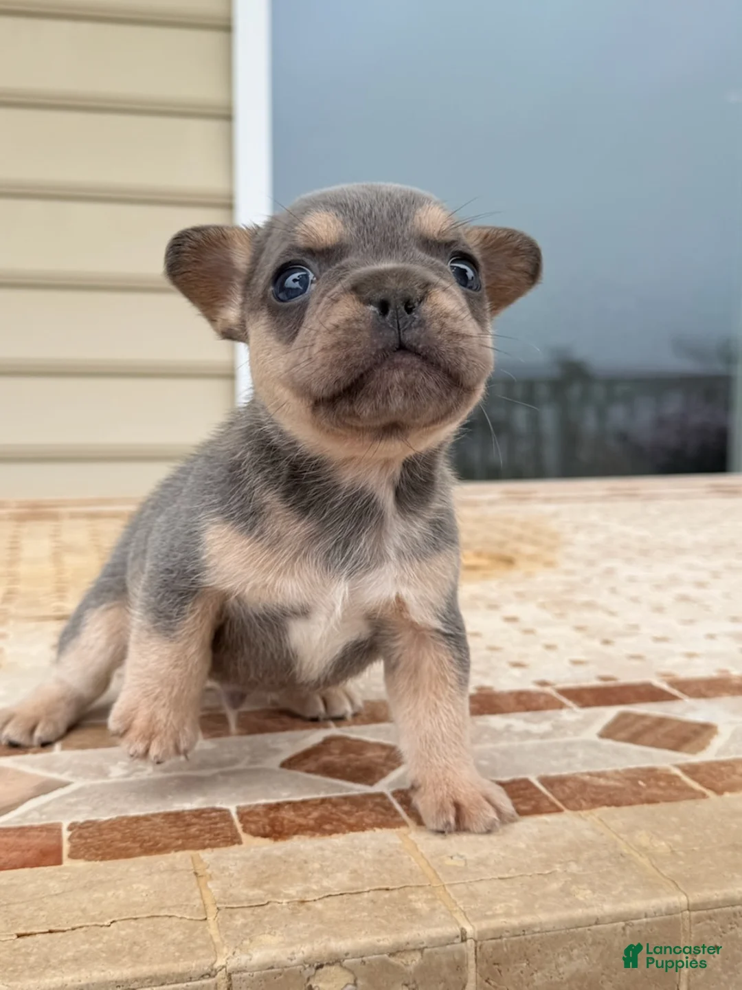 French Bulldog dogs for sale: Rocky - Ad 2