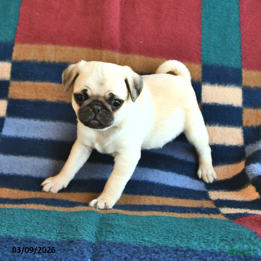 Pug dogs for sale: Rusty - Ad 2