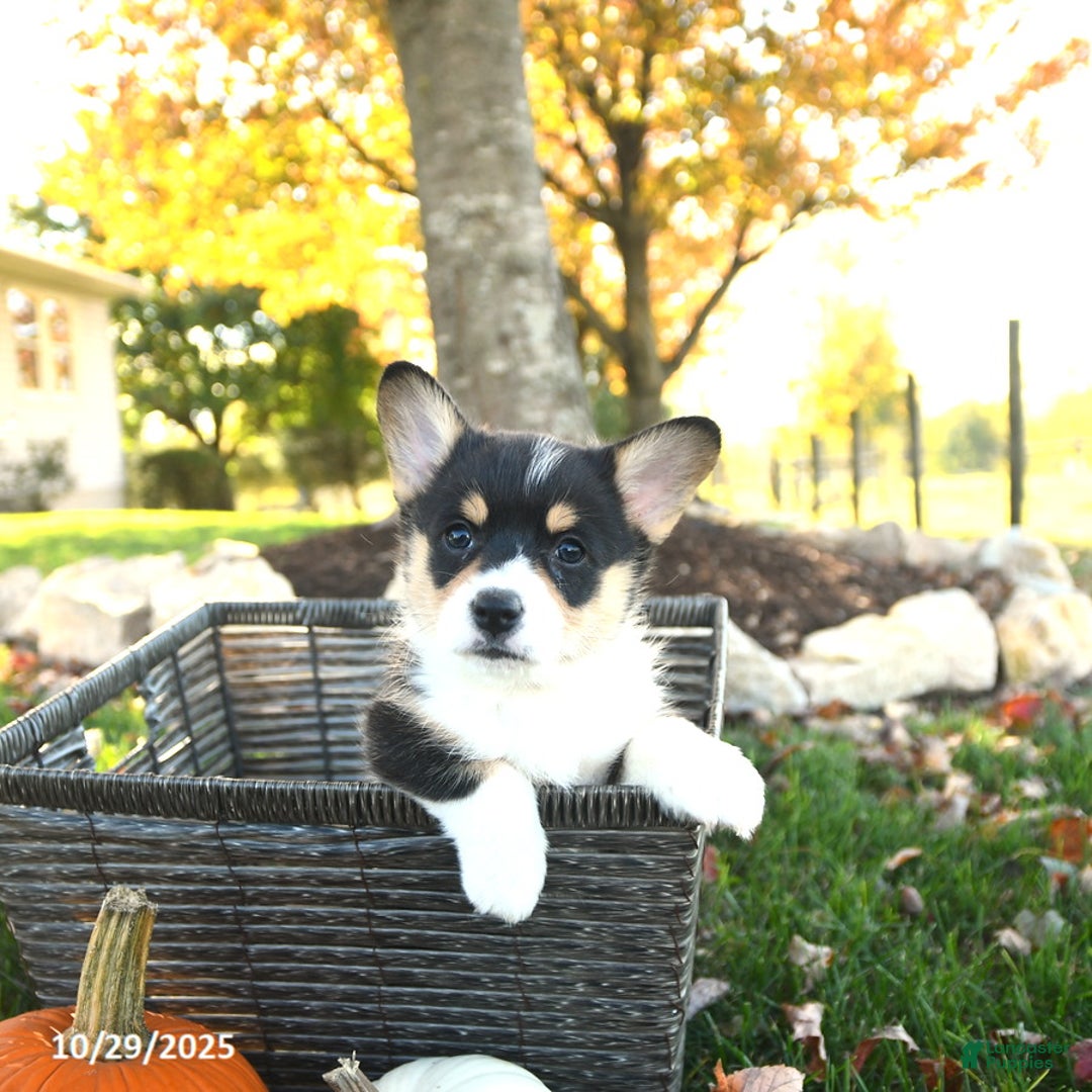 Welsh Corgi Pembroke dogs for sale: Archie - Ad 1