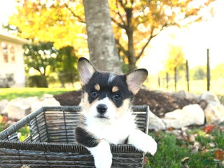 Welsh Corgi Pembroke dogs Archie - Ad 23