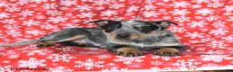 Australian Cattle Dog dogs for sale: Jade - Ad 9