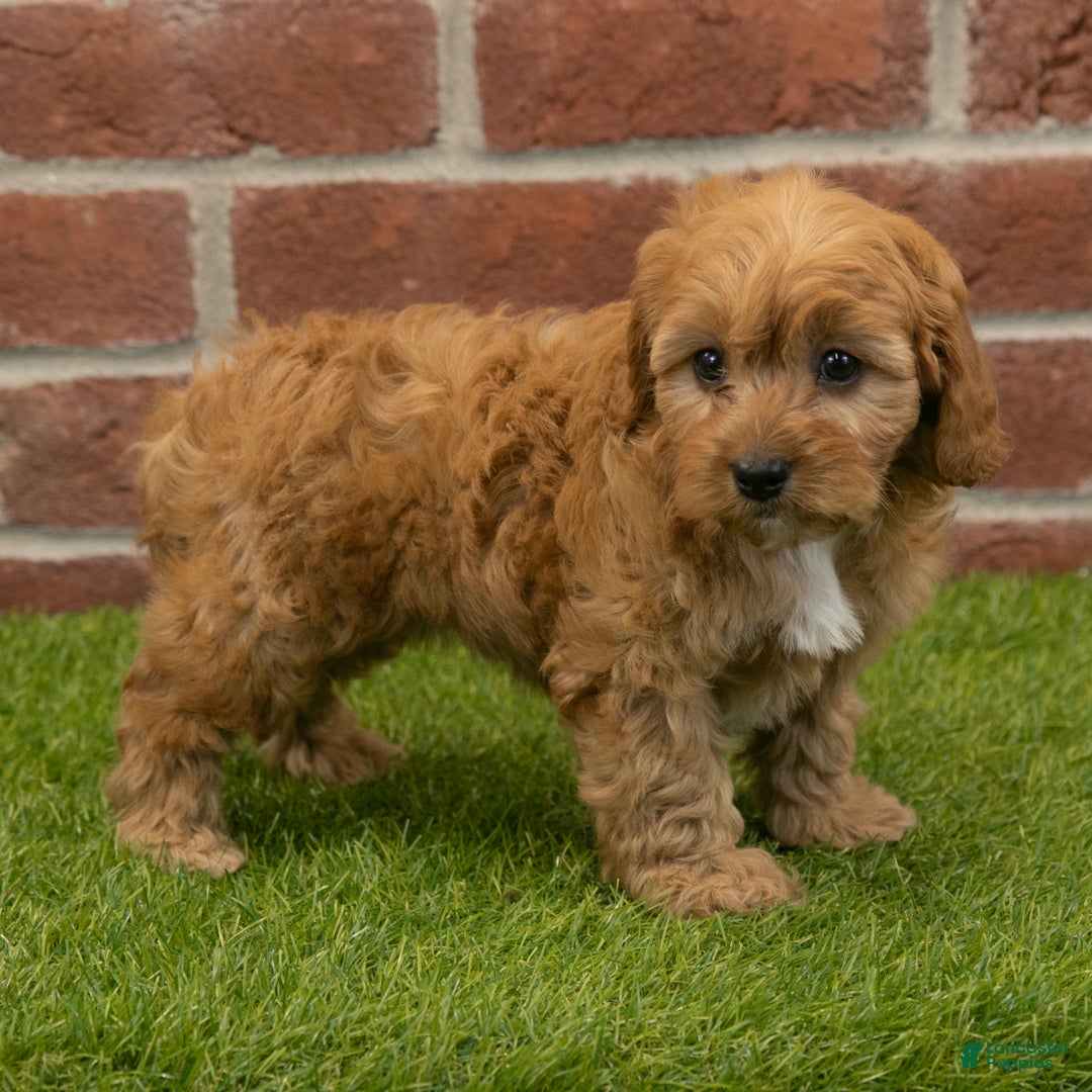 Cavapoo dogs for sale: Macy - Ad 7