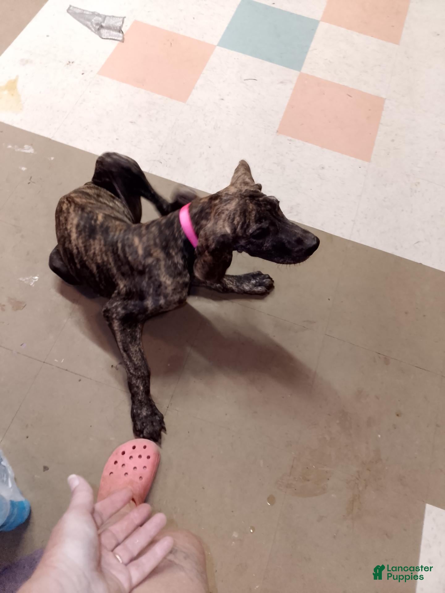Great Dane dogs Great Dane 9 - Ad 8