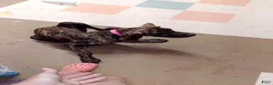 Great Dane 9