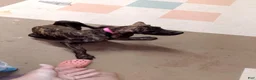 Great Dane dogs for sale: Great Dane 9 - Ad 1