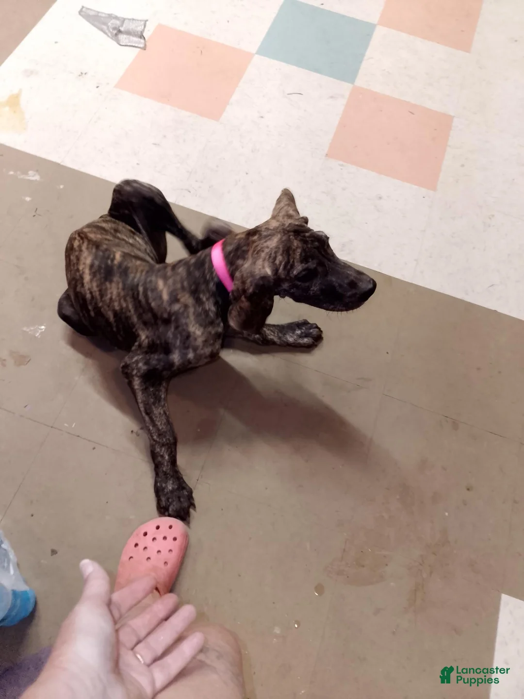 Great Dane dogs for sale: Great Dane 9 - Ad 1