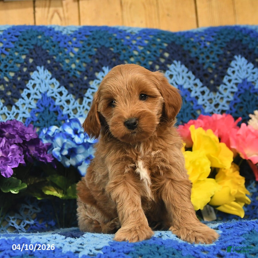 Mini Goldendoodle dogs Sparkey    - Ad 2