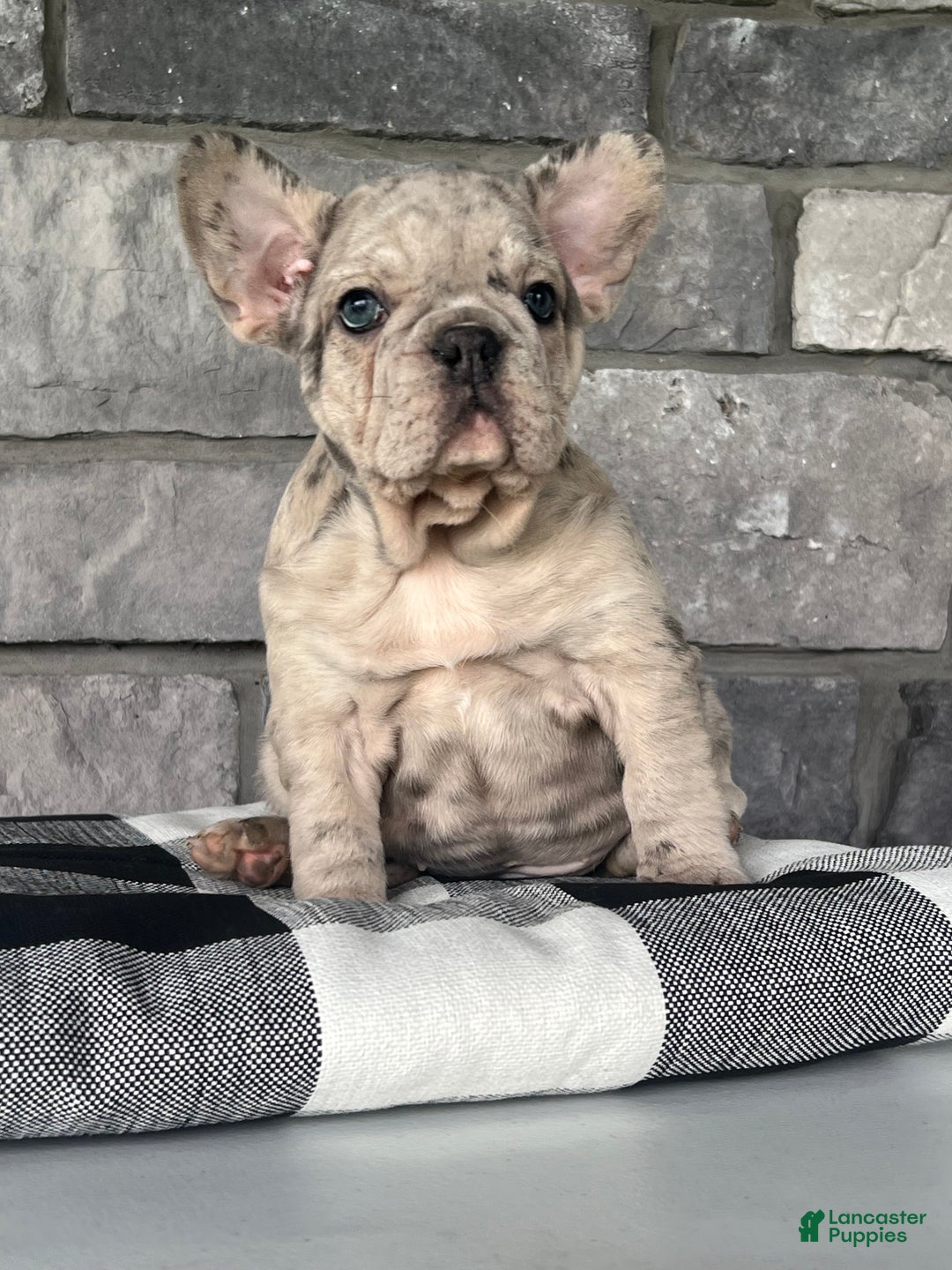 French Bulldog dogs for sale: Noelle - Ad 14