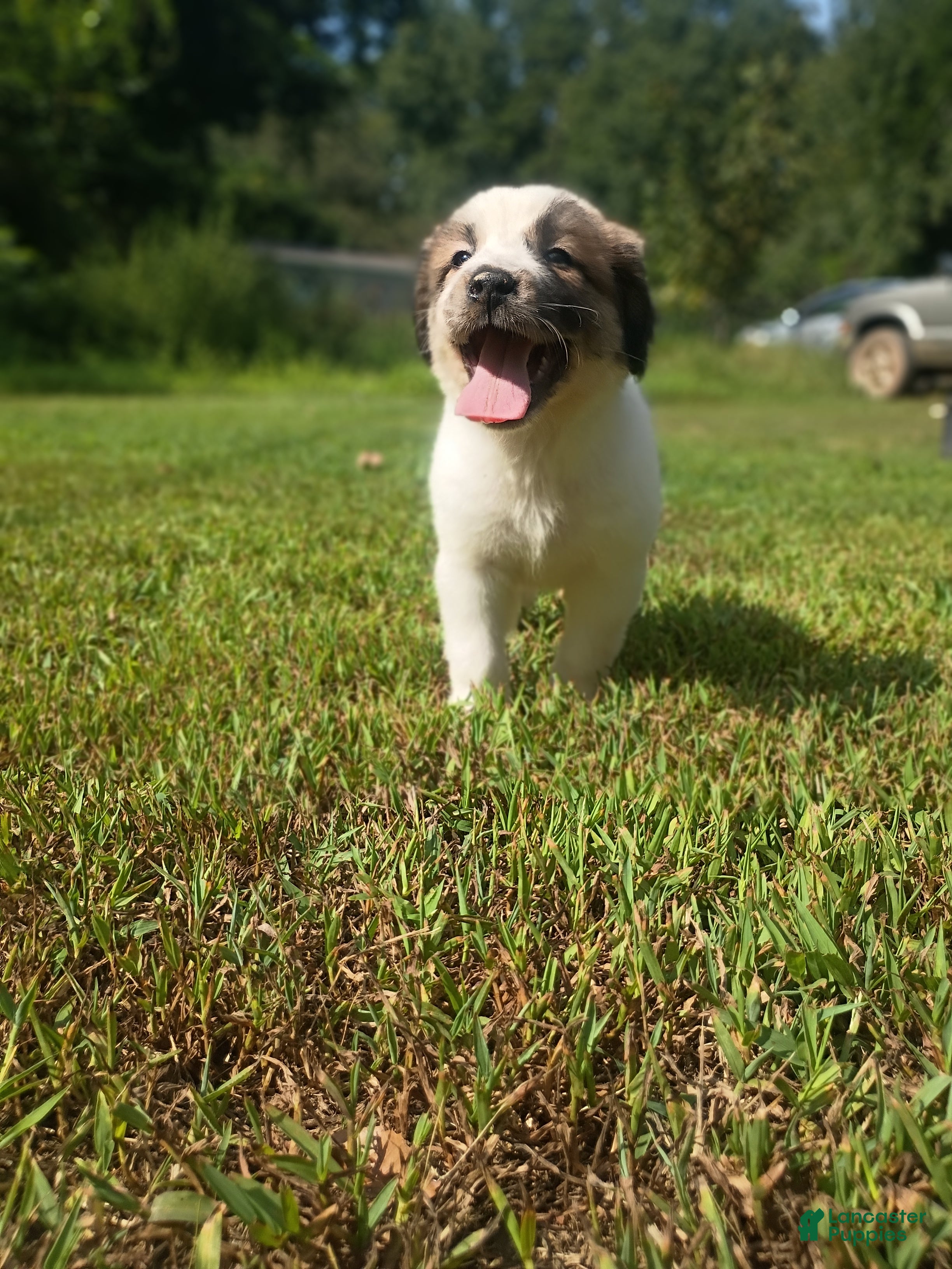 Mixed Breed dogs Mattis - Ad 39