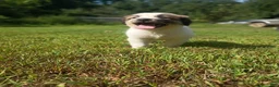 Mixed Breed dogs for sale: Mattis - Ad 1