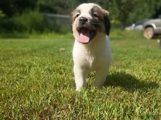 Mixed Breed dogs Mattis - Ad 39