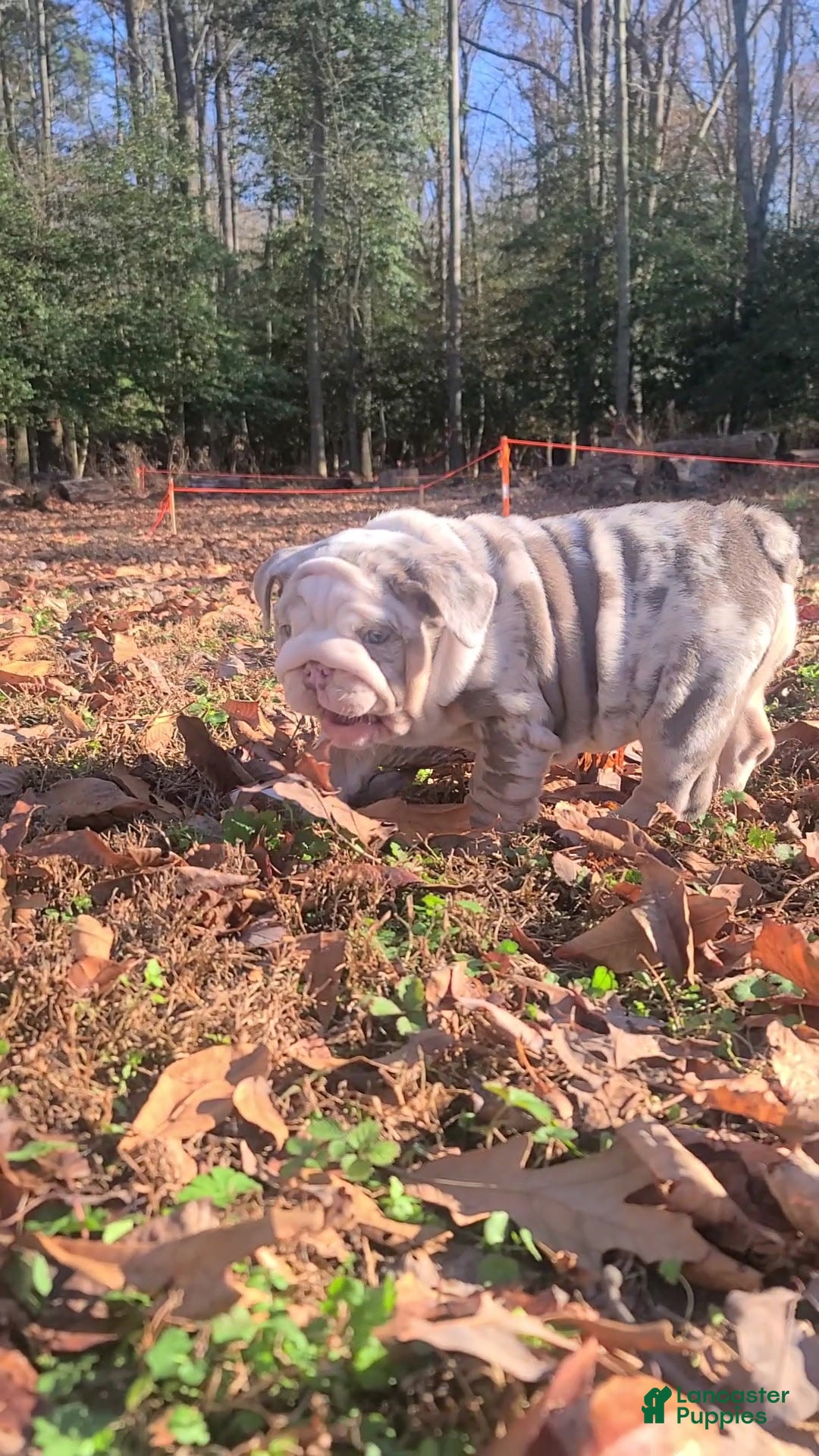 English Bulldog dogs for sale: English Bulldog litter of 3 puppies - Ad 2