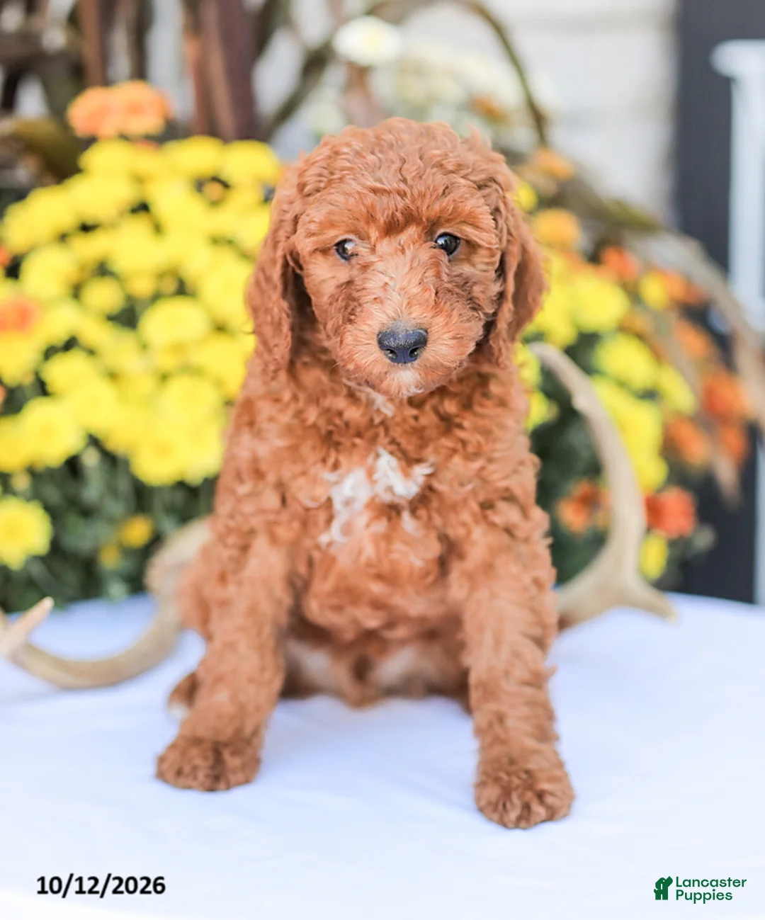 Miniature Poodle dogs for sale: Big Boy - Ad 1