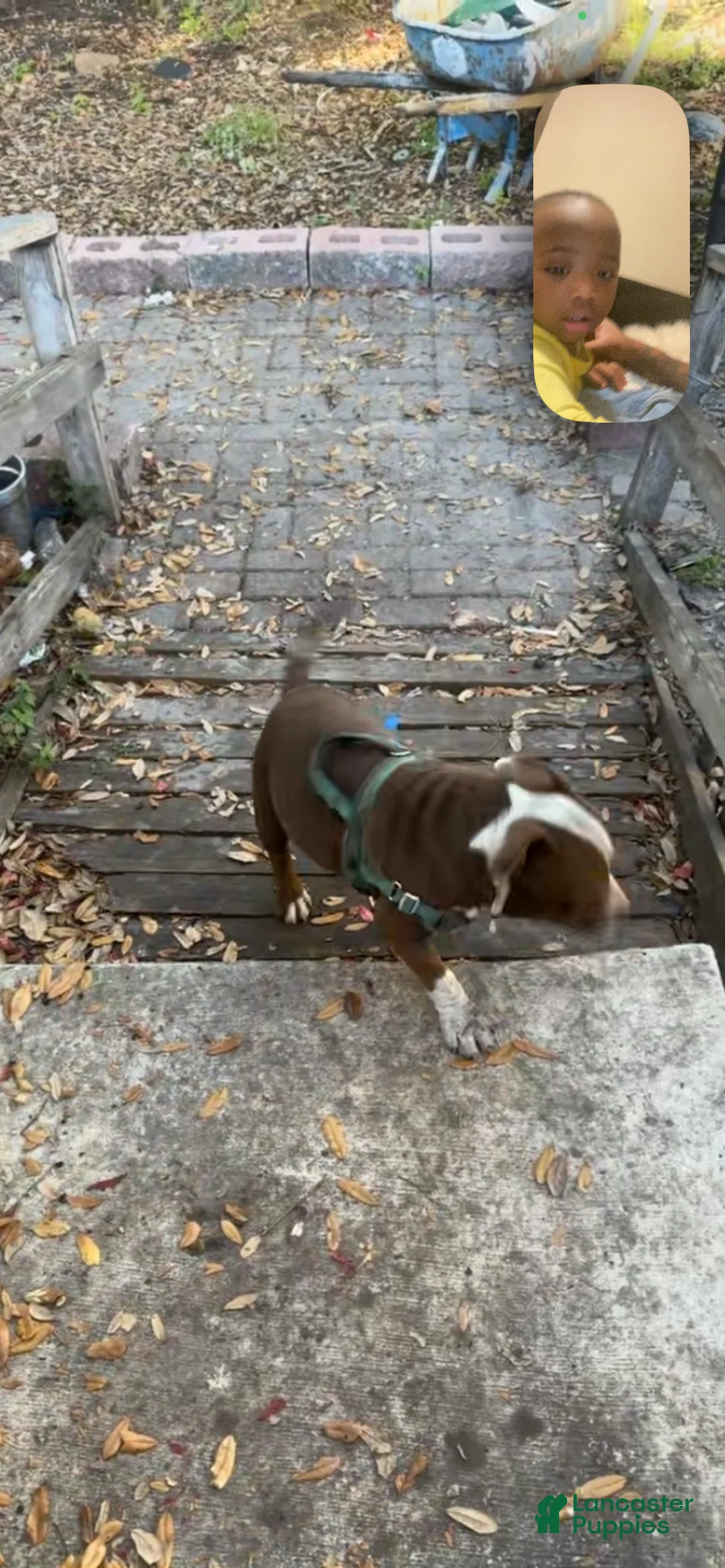 American Bully dogs for stud: Rocky - Ad 2