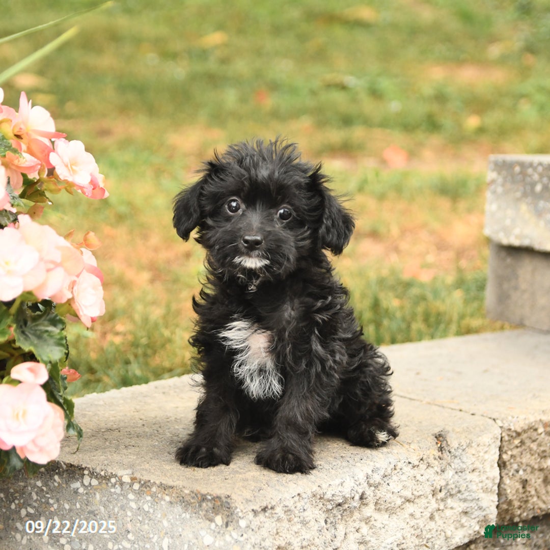 Yorkiepoo dogs for sale: Barbie - Ad 2