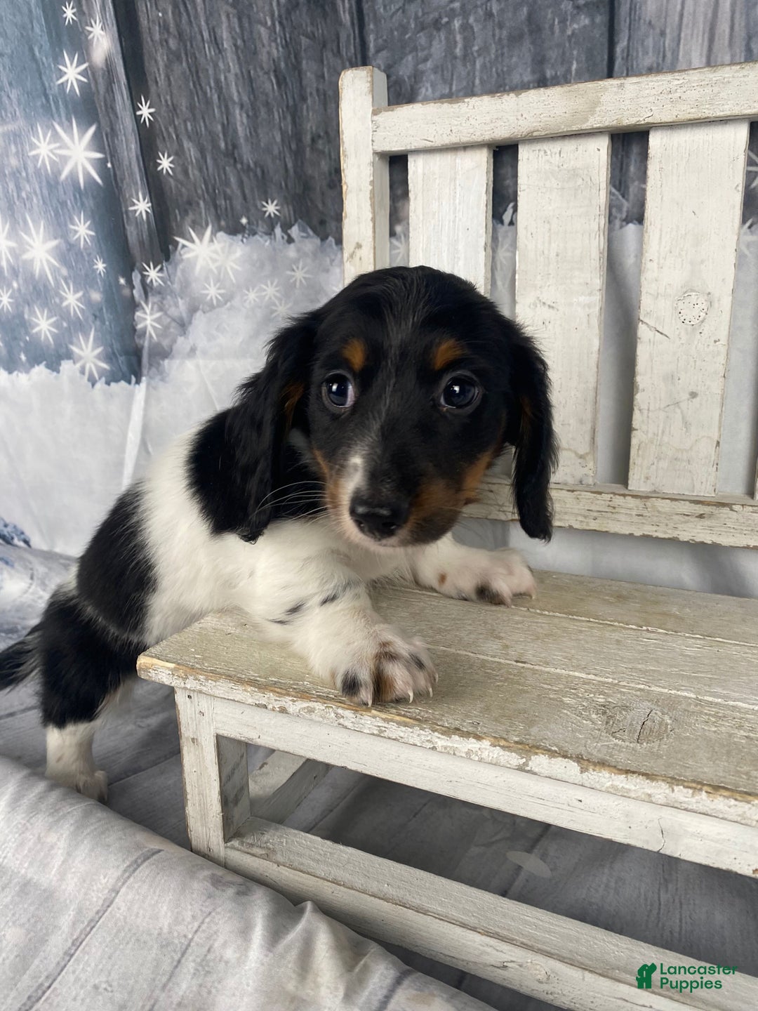 Miniature Dachshund dogs for sale: Benny - Ad 16