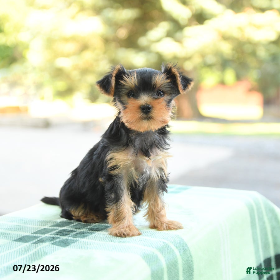 Yorkshire Terrier dogs Sugar - Ad 2