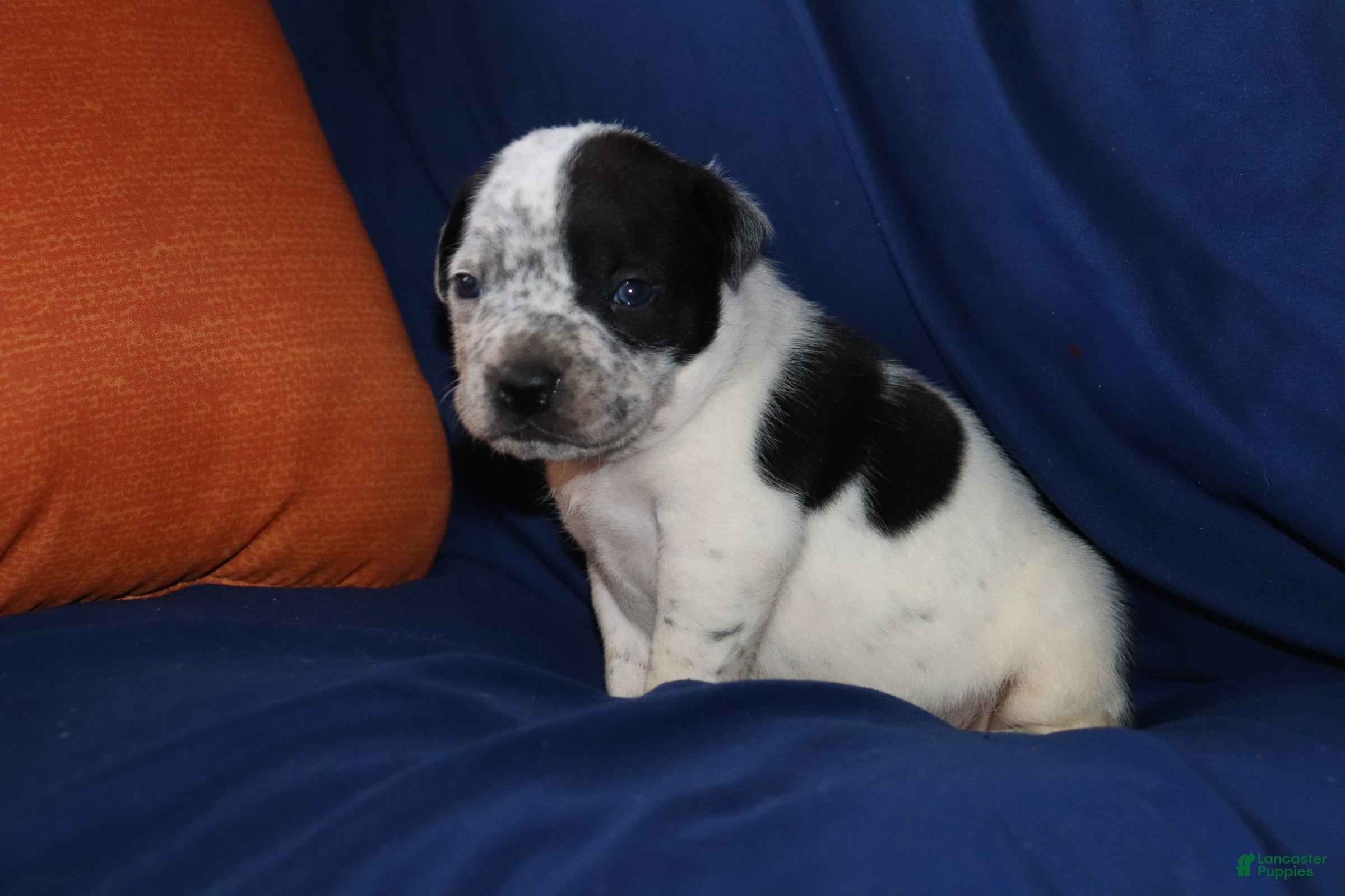 American Bully dogs Vader - Ad 12