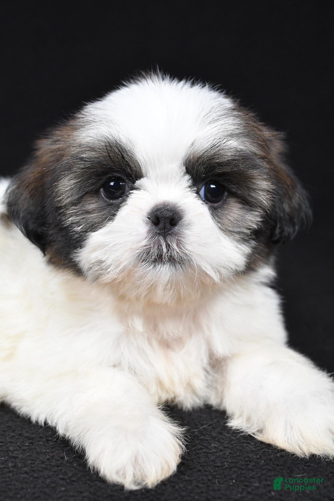 Shih Tzu dogs Gwen - Ad 2