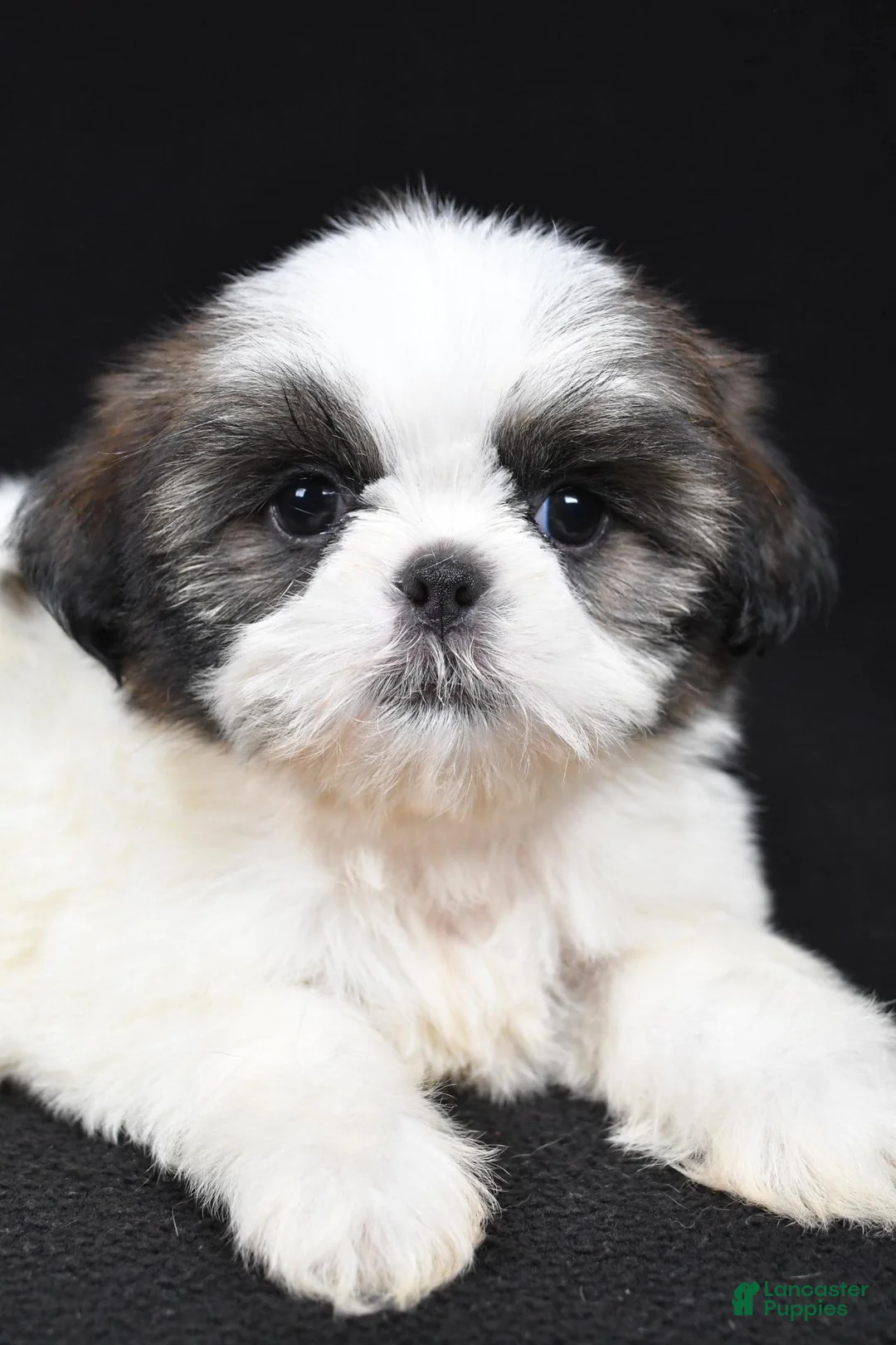 Shih Tzu dogs for sale: Gwen - Ad 2