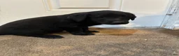 Labrador Retriever dogs for sale: Labrador Retriever 3 - Ad 3