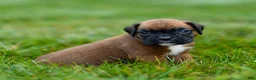 Boxer dogs for sale: Narissa Boxer  - Ad 12