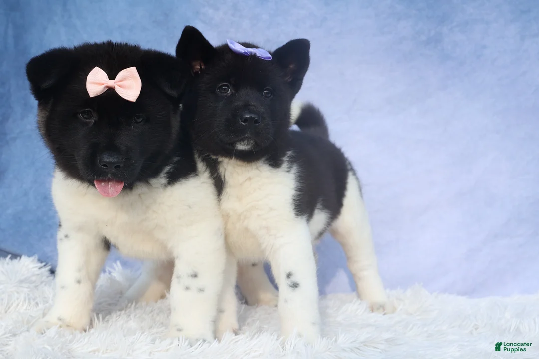 Akita dogs for sale: Oakley - Ad 13