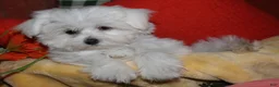 Maltese dogs for sale: Chester - Ad 8