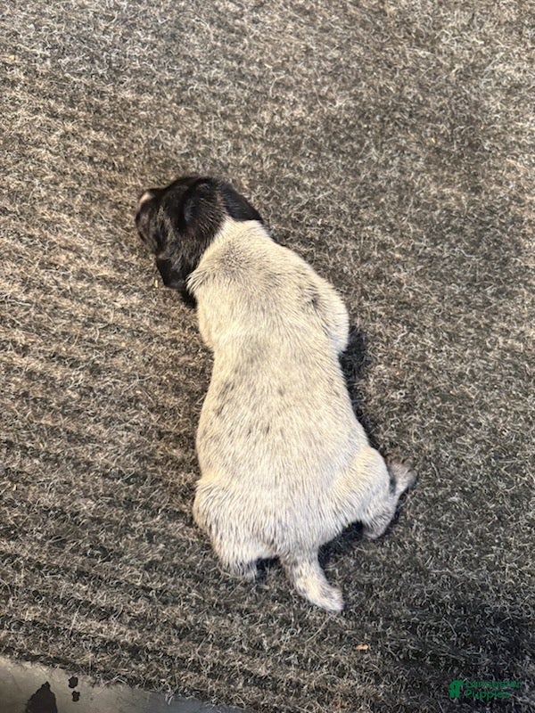 German Shorthaired Pointer dogs German Shorthaired Pointer Male 3 - Ad 2