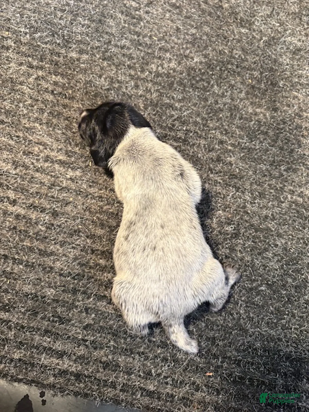German Shorthaired Pointer dogs for sale: German Shorthaired Pointer Male 3 - Ad 2