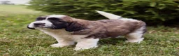 Saint Berdoodles dogs for sale: Bo - Ad 13