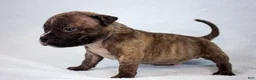 American Bully dogs for sale: Black Brindle Male - Ad 4