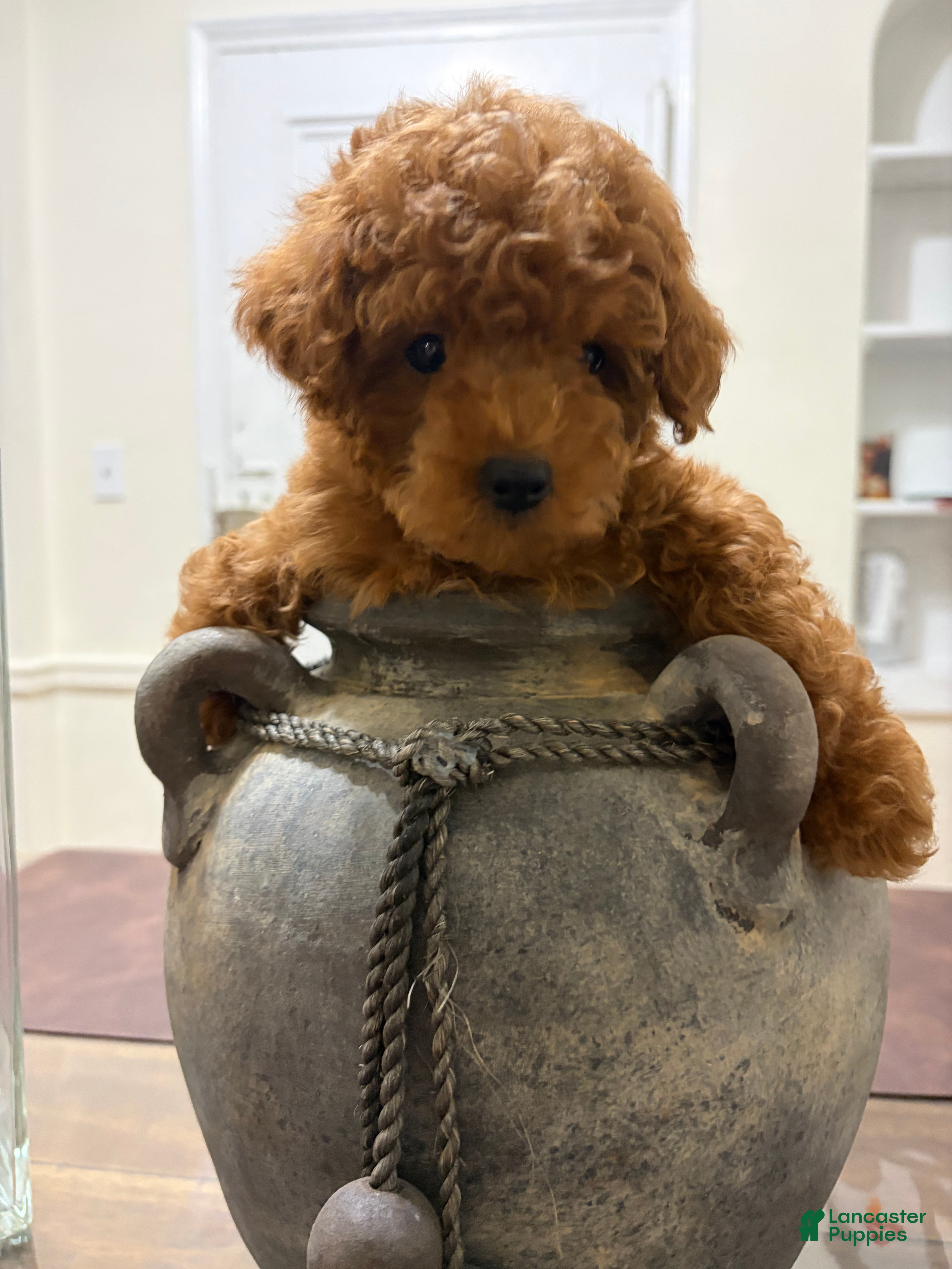 Toy Poodle dogs Cash - Ad 28