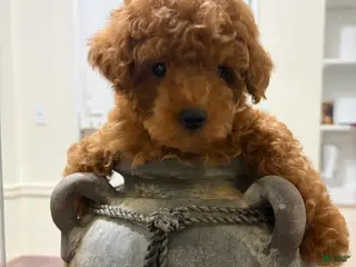 Toy Poodle dogs Cash - Ad 28
