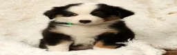 Australian Shepherd dogs for sale: Sadie - Ad 3
