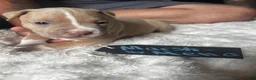 American Pit Bull Terrier dogs for sale: Marshmallo - Ad 3