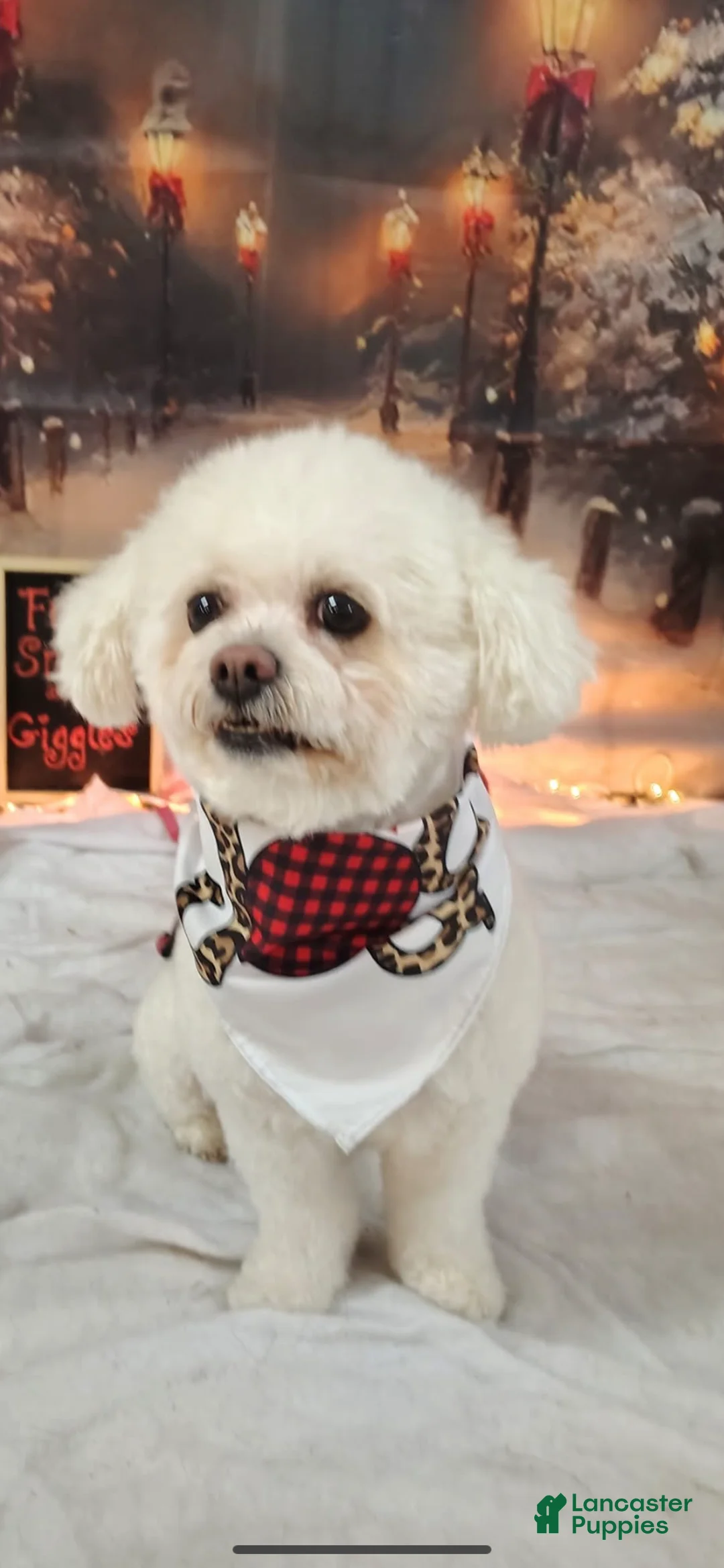 Mixed Breed dogs for sale: Mixed Breed Puppy 7 - Ad 2