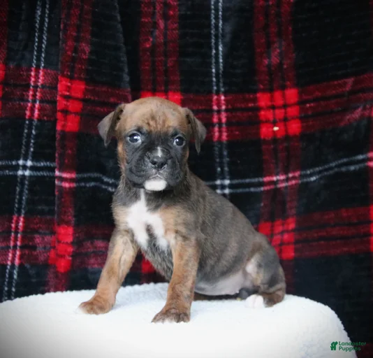 Gallery Image {{count}}