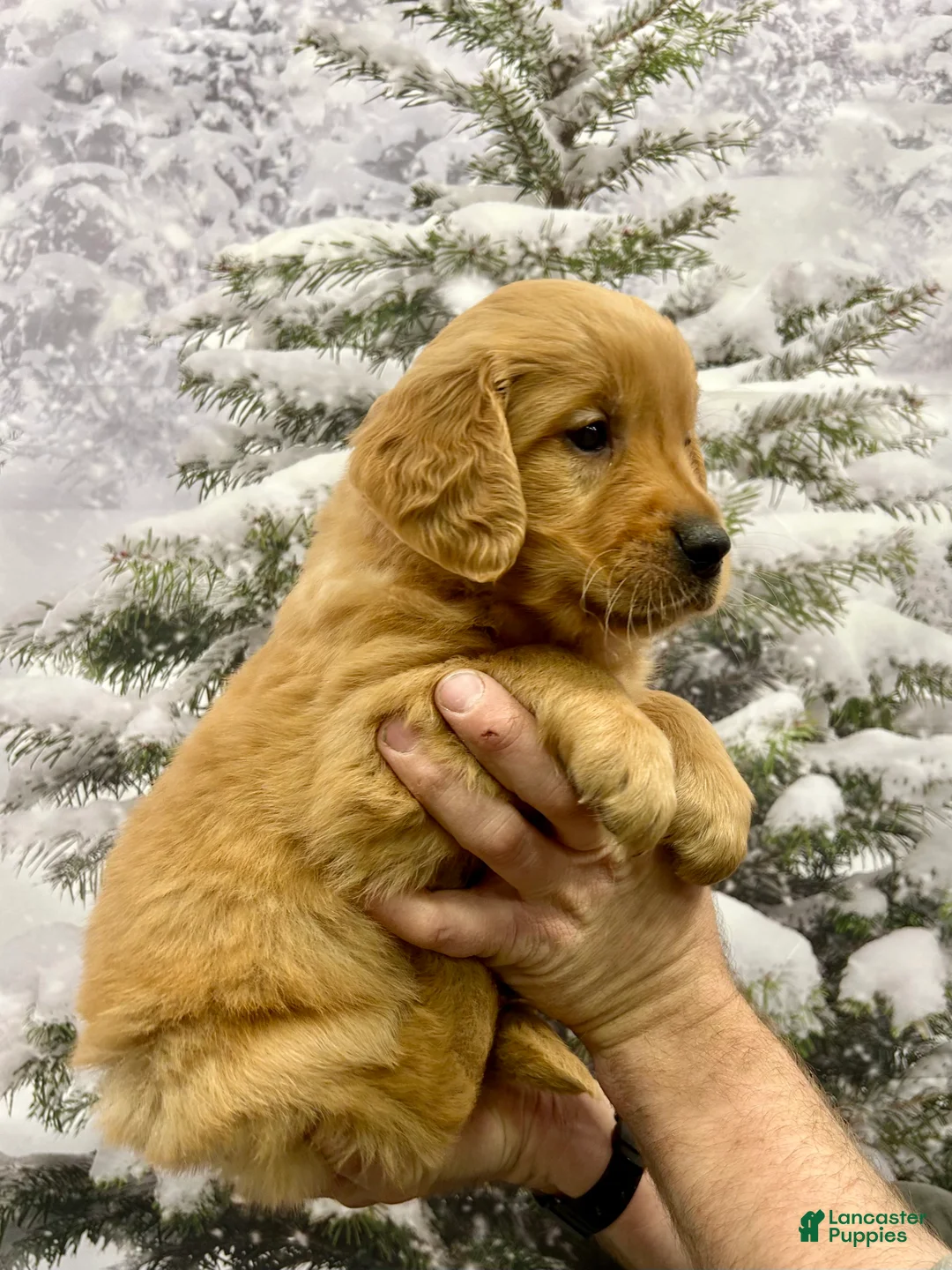 Golden Retriever dogs for sale: King - Ad 2