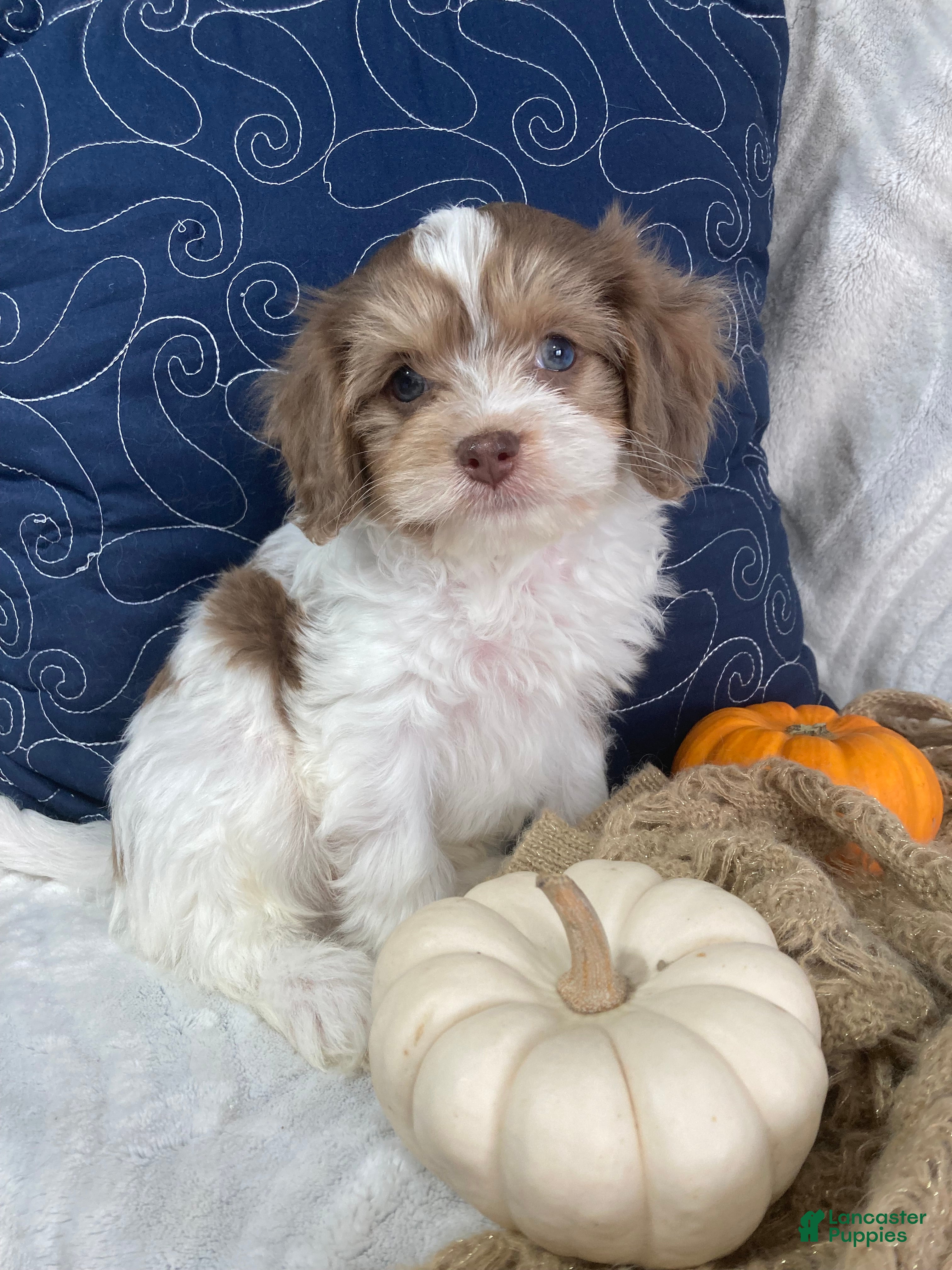Cavapoo dogs for sale: Romeo - Ad 1