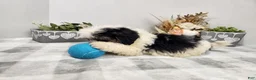 Teddy Bear dogs for sale: Claude - Ad 17