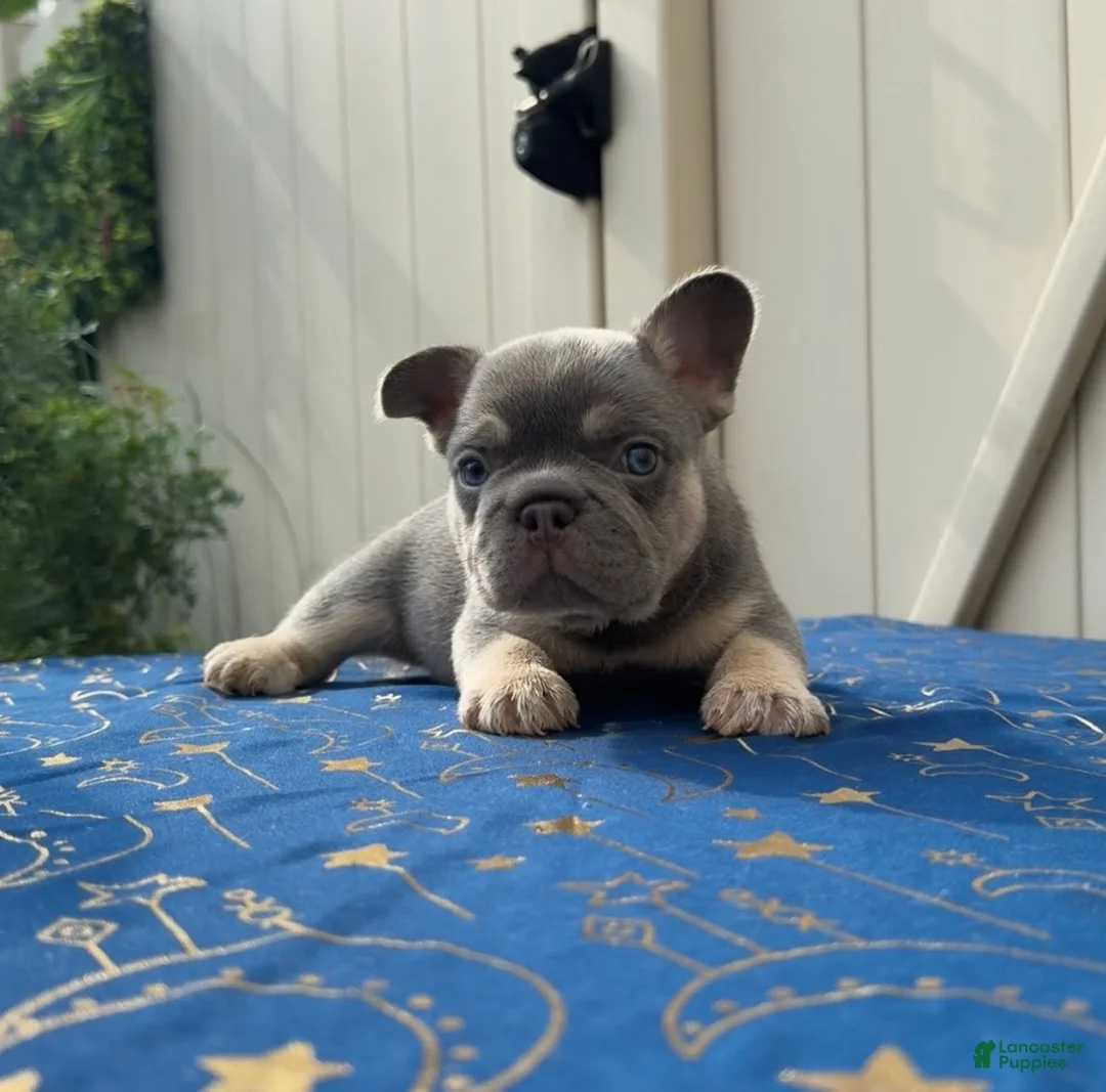 French Bulldog dogs for sale: Grey Boy Fluffy Carrier - Ad 1