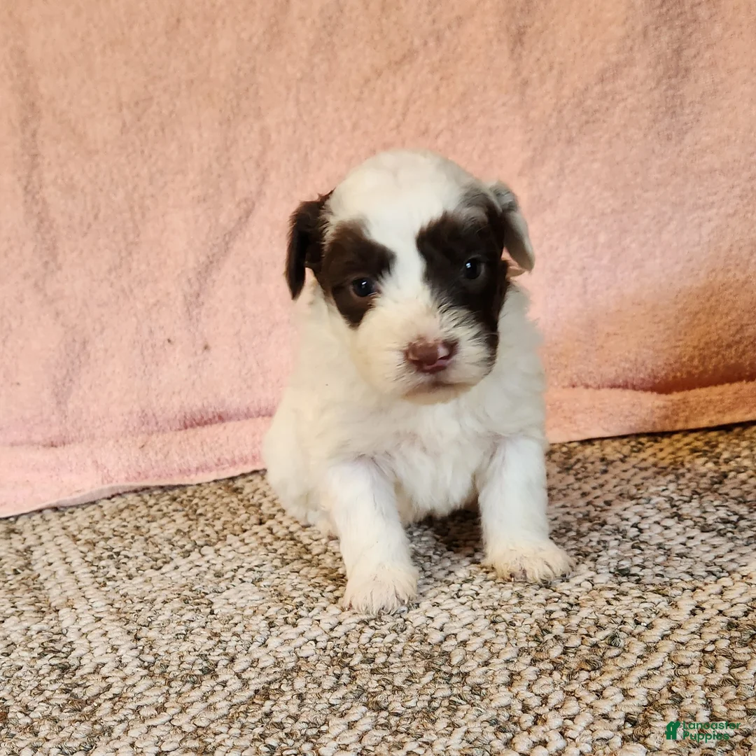 Portuguese Water Dog dogs for sale: Oakley - Ad 4