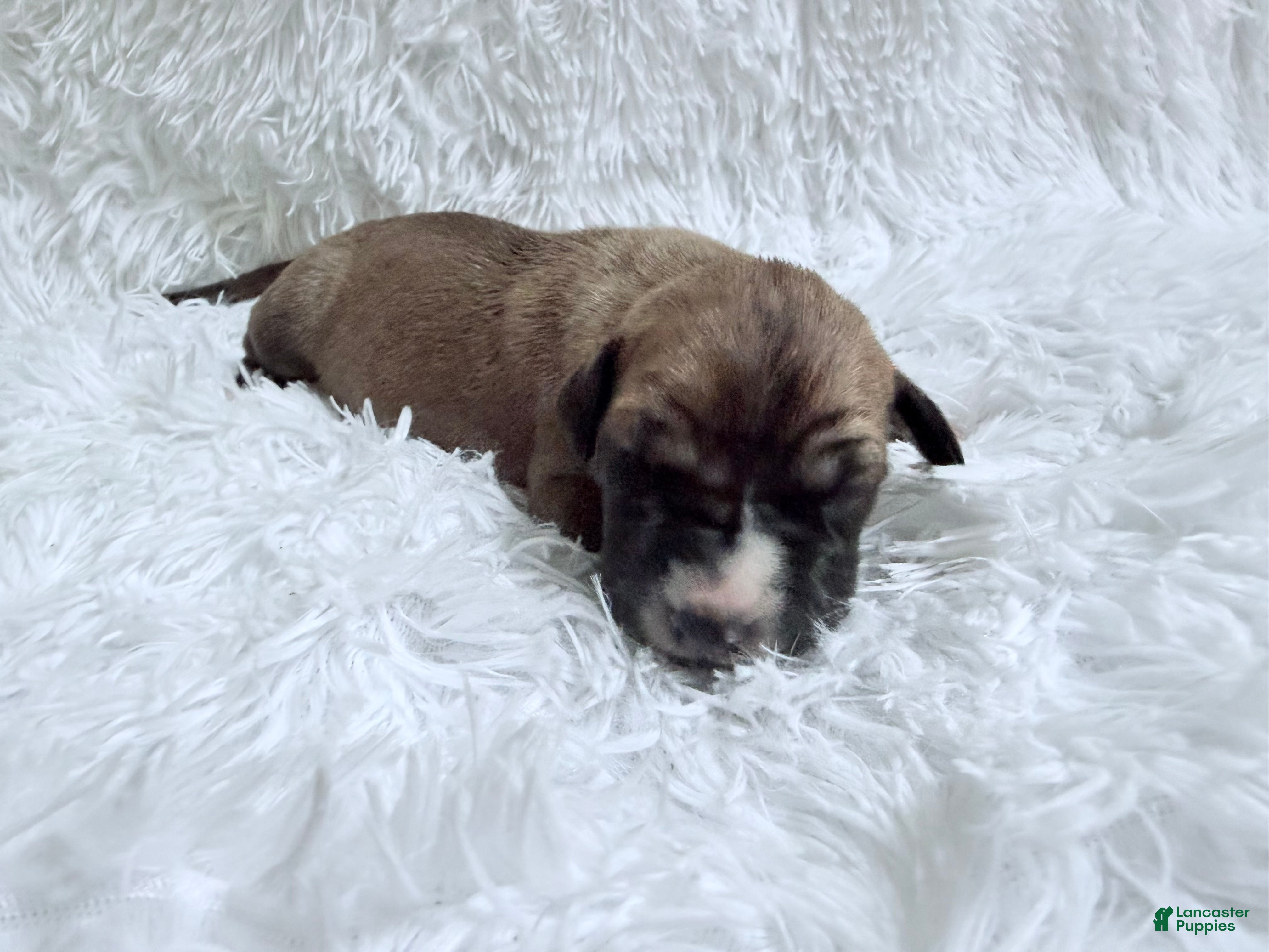 Great Dane dogs for sale: Chai - Ad 3