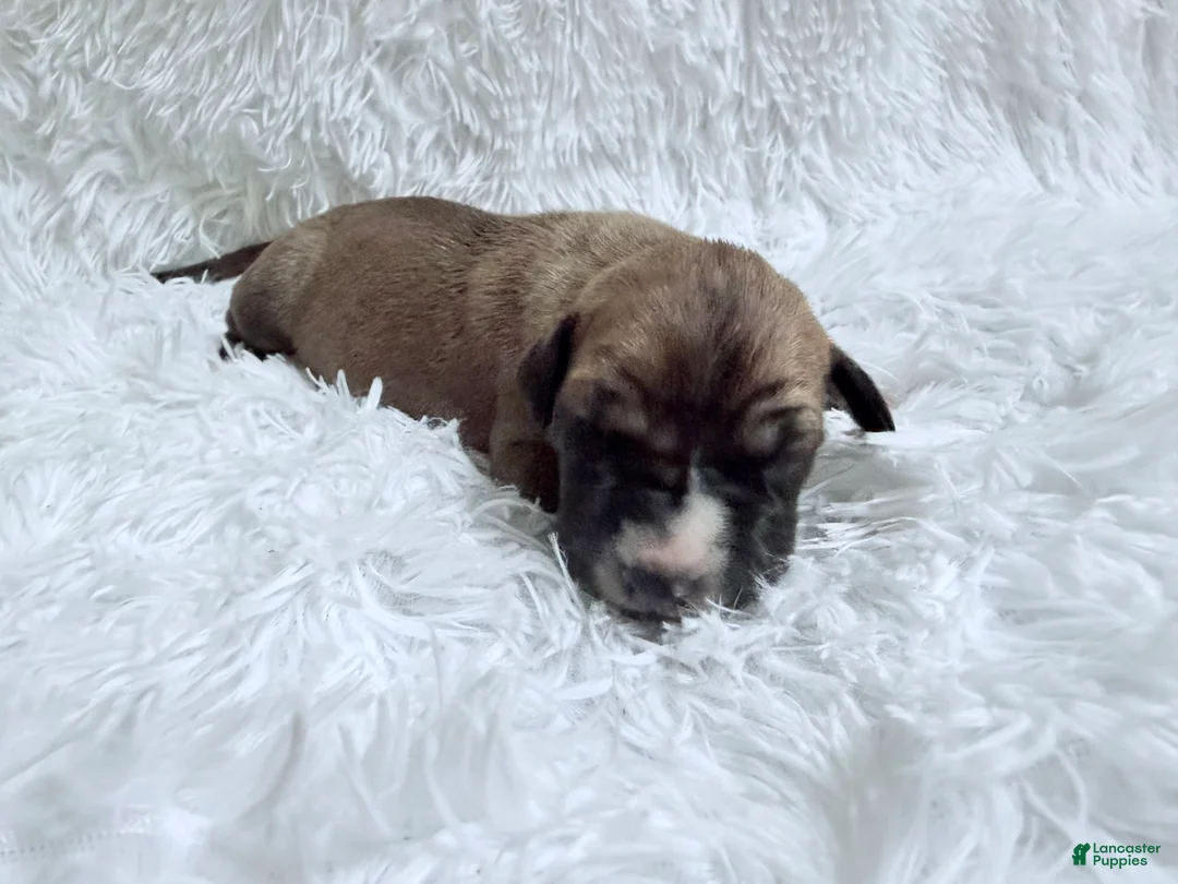 Great Dane dogs for sale: Chai - Ad 1